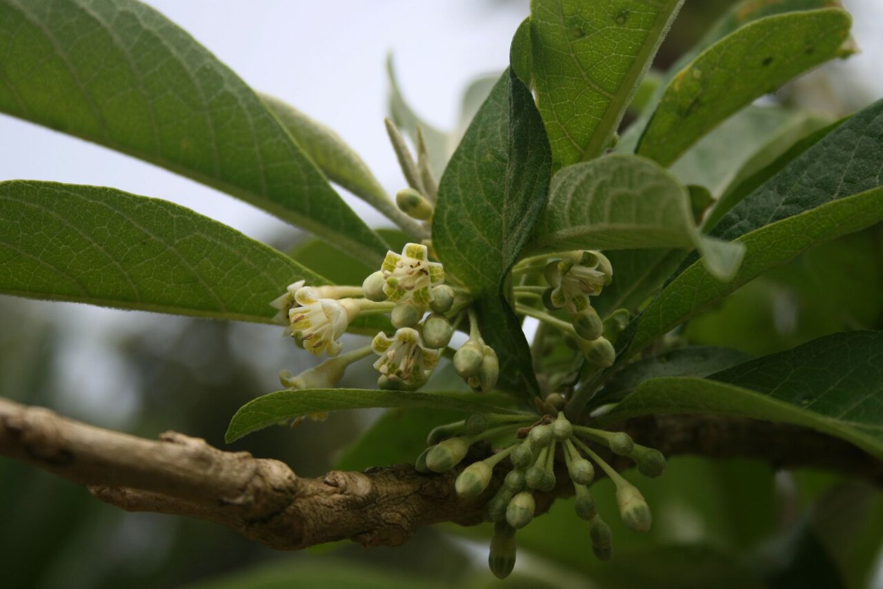 Hollowheart: Acnistus arborescens , Nachtschattengewächse (Solanaceae) - Costa Rica: Prov. Cartago, Paraíso, Jardín Botánico Lankester/Lankester Botanical Garden