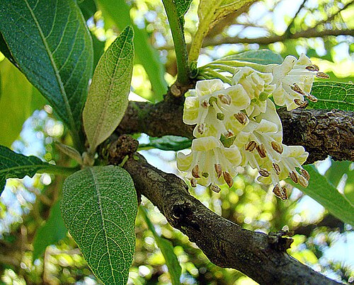 Hollowheart: Widespread in the Neotropics with names such as Guite. Photo from Volcan Mombacho, Nicaragua. In context at www.dixpix.ca/meso_america/Flora/spuds/index.html