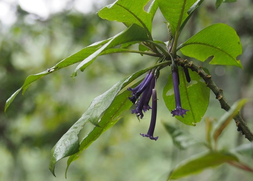 Iochroma baumii (Iochroma baumii)