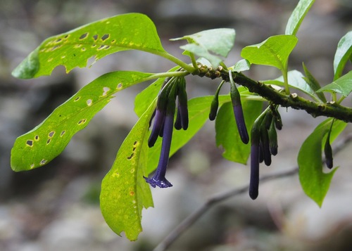 Iochroma baumii (Iochroma baumii)