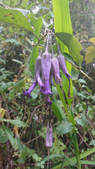 Iochroma calycinum (Iochroma calycinum)