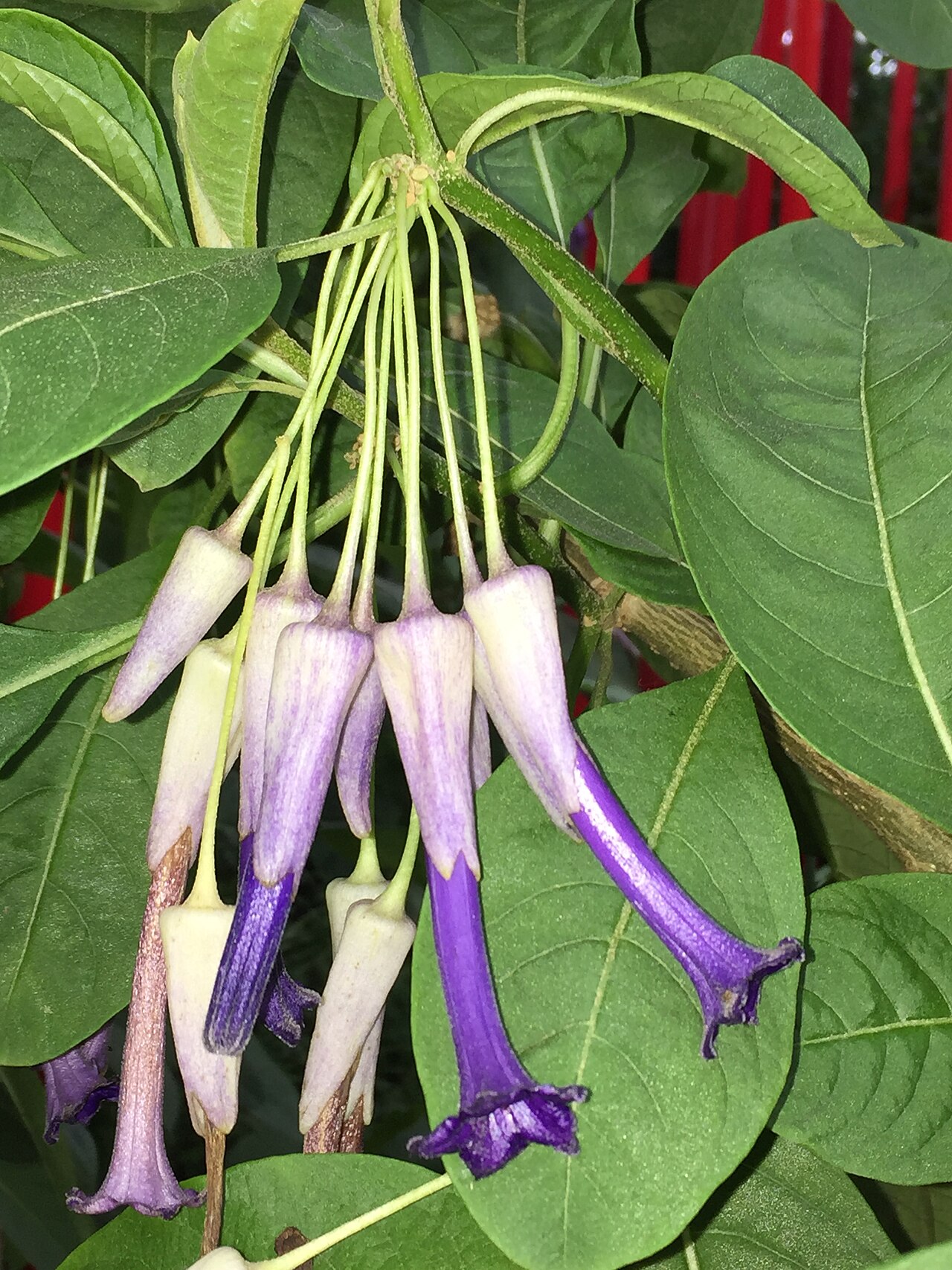 Iochroma calycinum: Cultivated specimen of this attractive Solanaceous shrub/small tree (native to Ecuador) growing in a large bed/border in the Temperate House of the Royal Botani