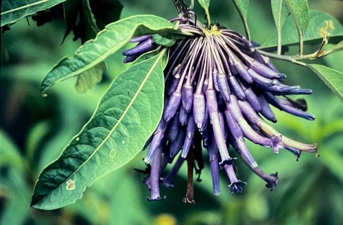 Iochroma calycinum (Iochroma calycinum)