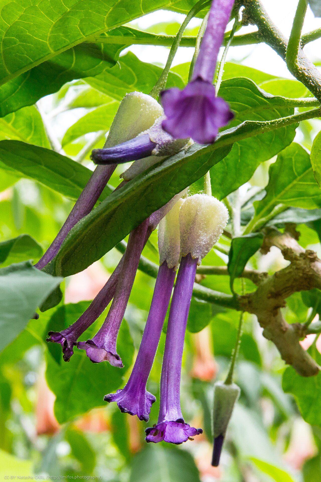 Iochroma calycinum: 500px provided description: Vlasta S Surprise Iochroma Calycinum [#flower ,#floral ,#garden ,#petal ,#blossom ,#botanical ,#bloom ,#floret ,#flowering ,#bloomin