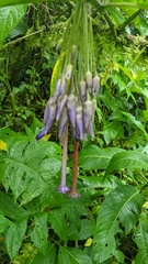 Iochroma calycinum (Iochroma calycinum)