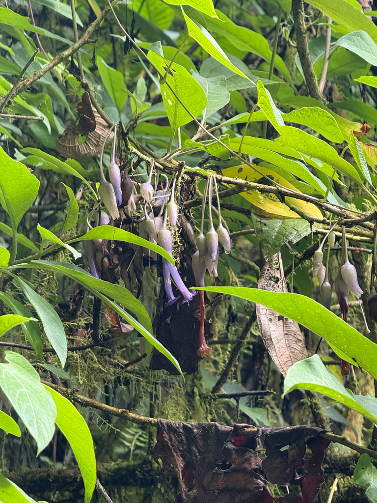 Iochroma calycinum (Iochroma calycinum)