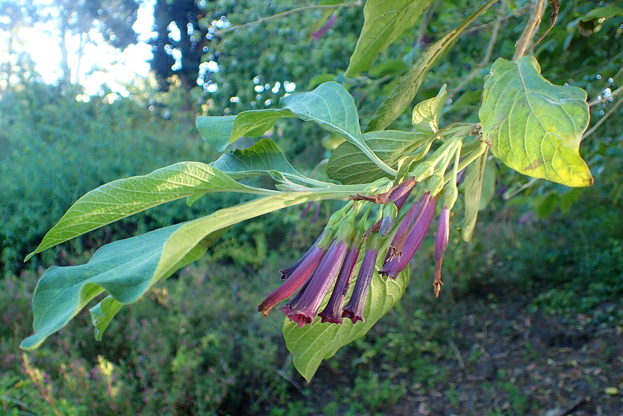 Violet churur: Iochroma cyaneum in the San Francisco Botanical Garden