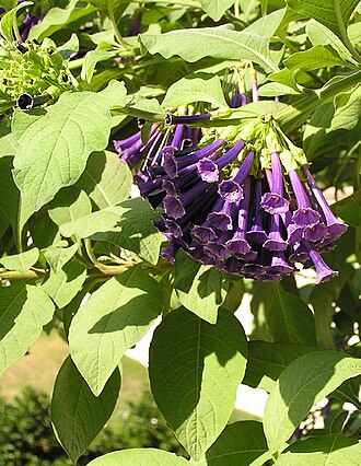 Violet churur: Iochroma cyanea in einem Beet in Syrakus (Sizilian, Italien).