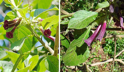 Violet churur: Ranging from Columbia to Peru. San Francisco Botanical Gardens. In context at www.dixpix.ca/meso_america/Flora/spuds/index.html