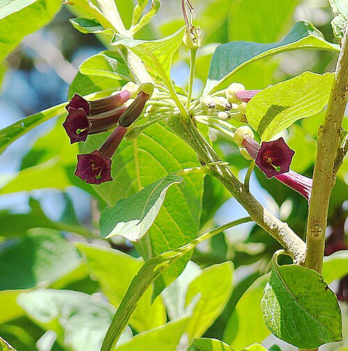 Violet churur: Violet Churcu, a shrub of the northern Andes mountains, here at the San Francisco Botanical Gardens. In context at www.dixpix.ca/sth_cordillera/flora/spuds/inde