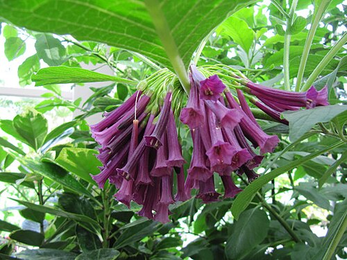 Violet churur: Iochroma cyaneum