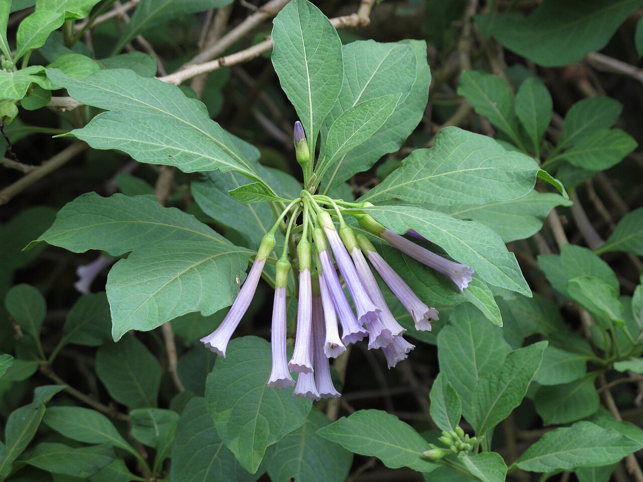 Violet churur: Fairchild Tropical Botanic Garden, Miami, Florida, USA.