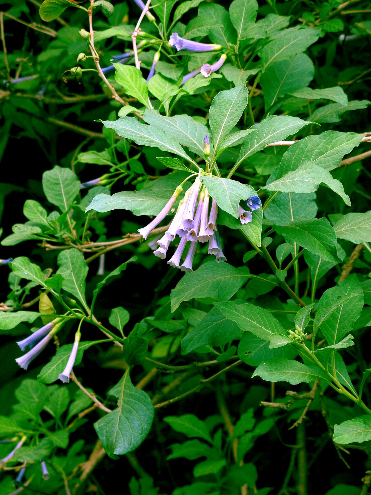 Violet churur: Iochroma cyaneum — Scott Zona 001