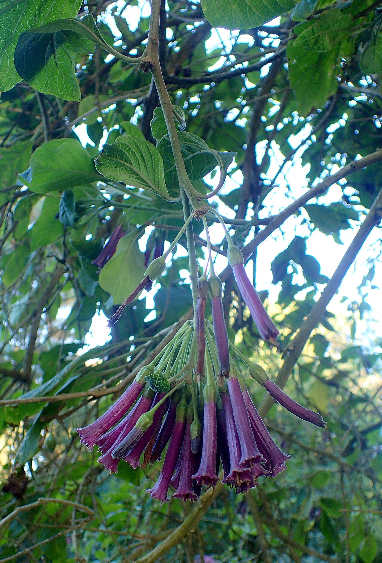 Violet churur: Iochroma cyaneum in the San Francisco Botanical Garden