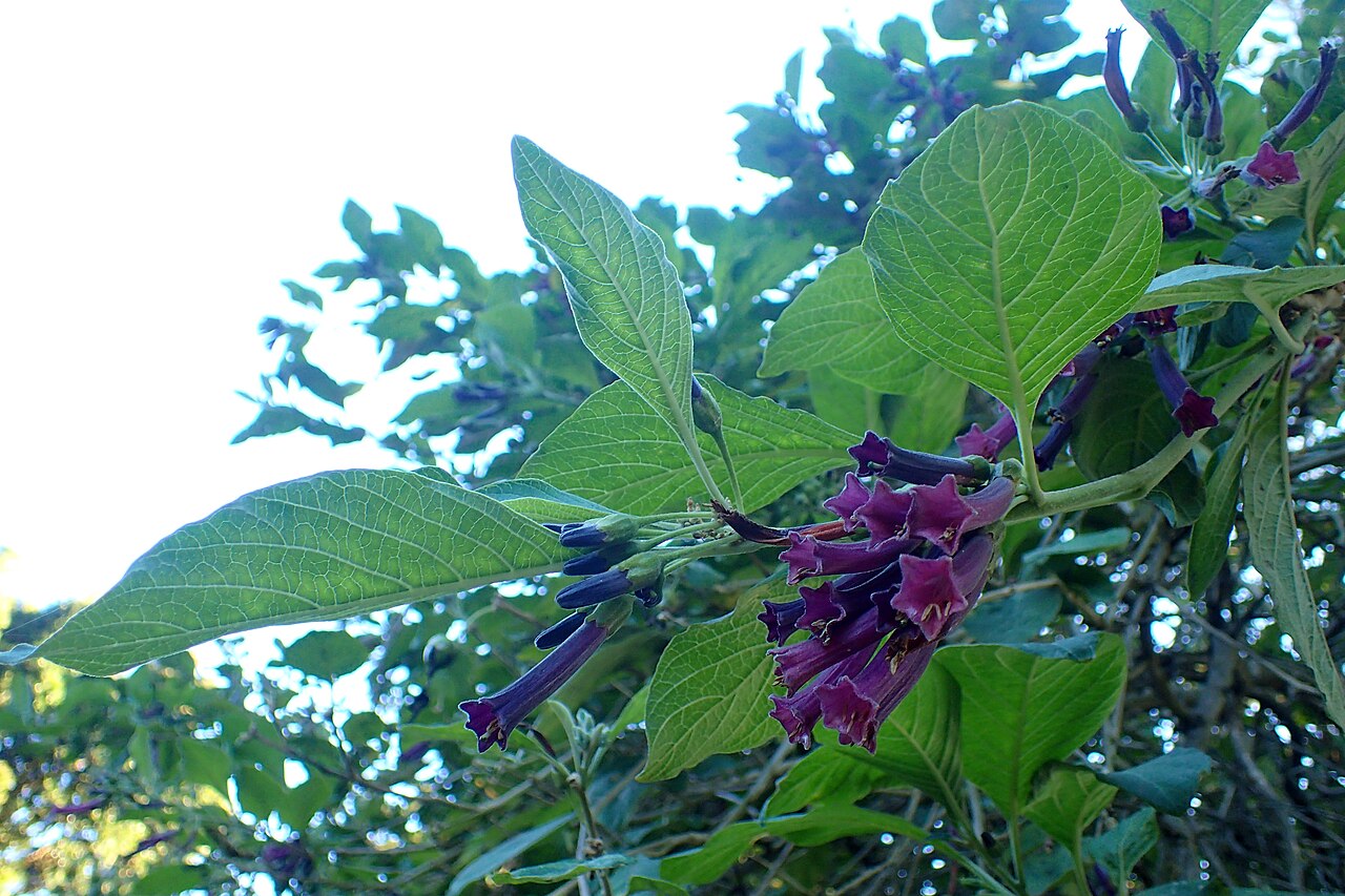 Violet churur: Iochroma cyaneum in the San Francisco Botanical Garden