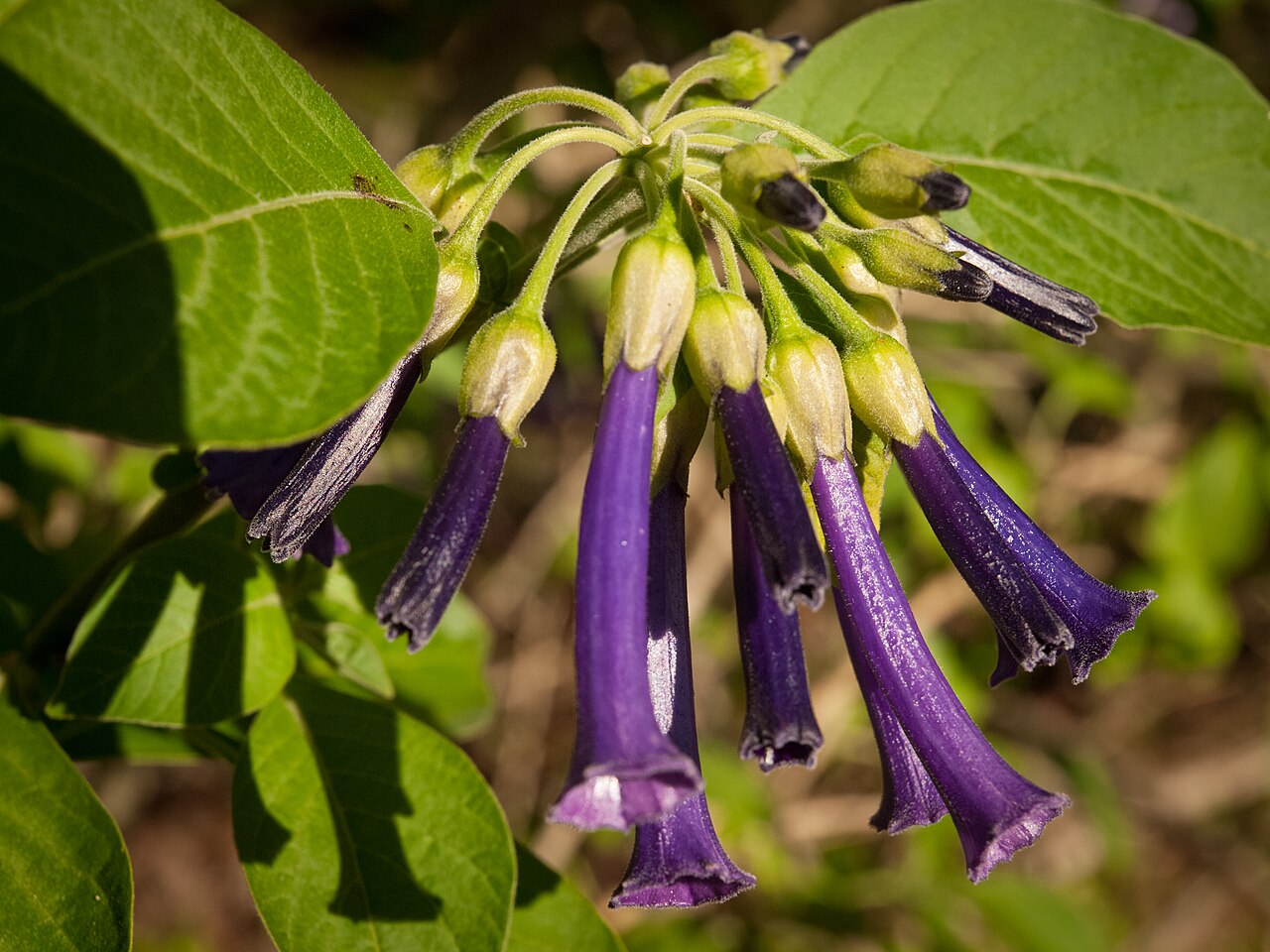 Violet churur: Iochroma cyaneum Family: Solanaceae Golden Gate Park San Francisco, CA