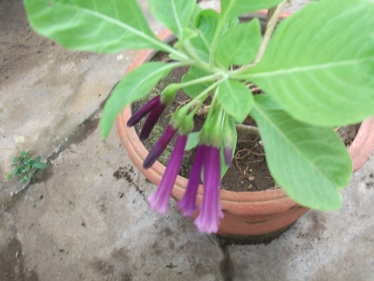 Violet churur: Shrub,flowers rosy pink,funnel shaped.