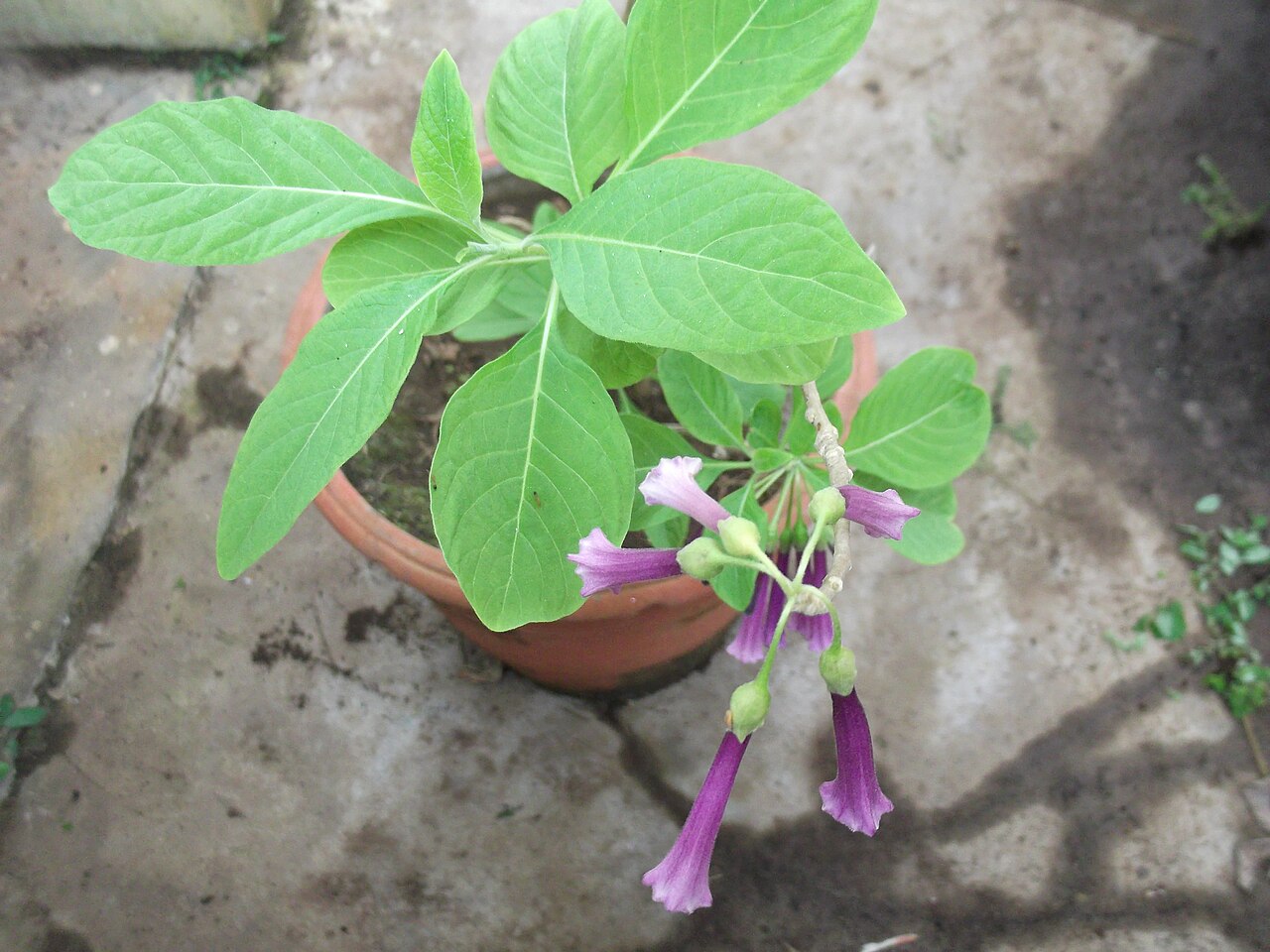 Violet churur: Shrub,flowers rosy pink,funnel shaped.