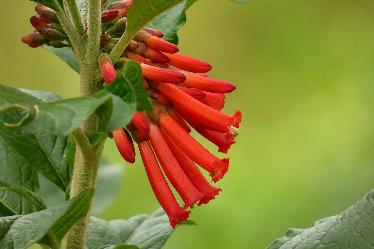 Iochroma fuchsioides: Gallino - Corazón de pollo