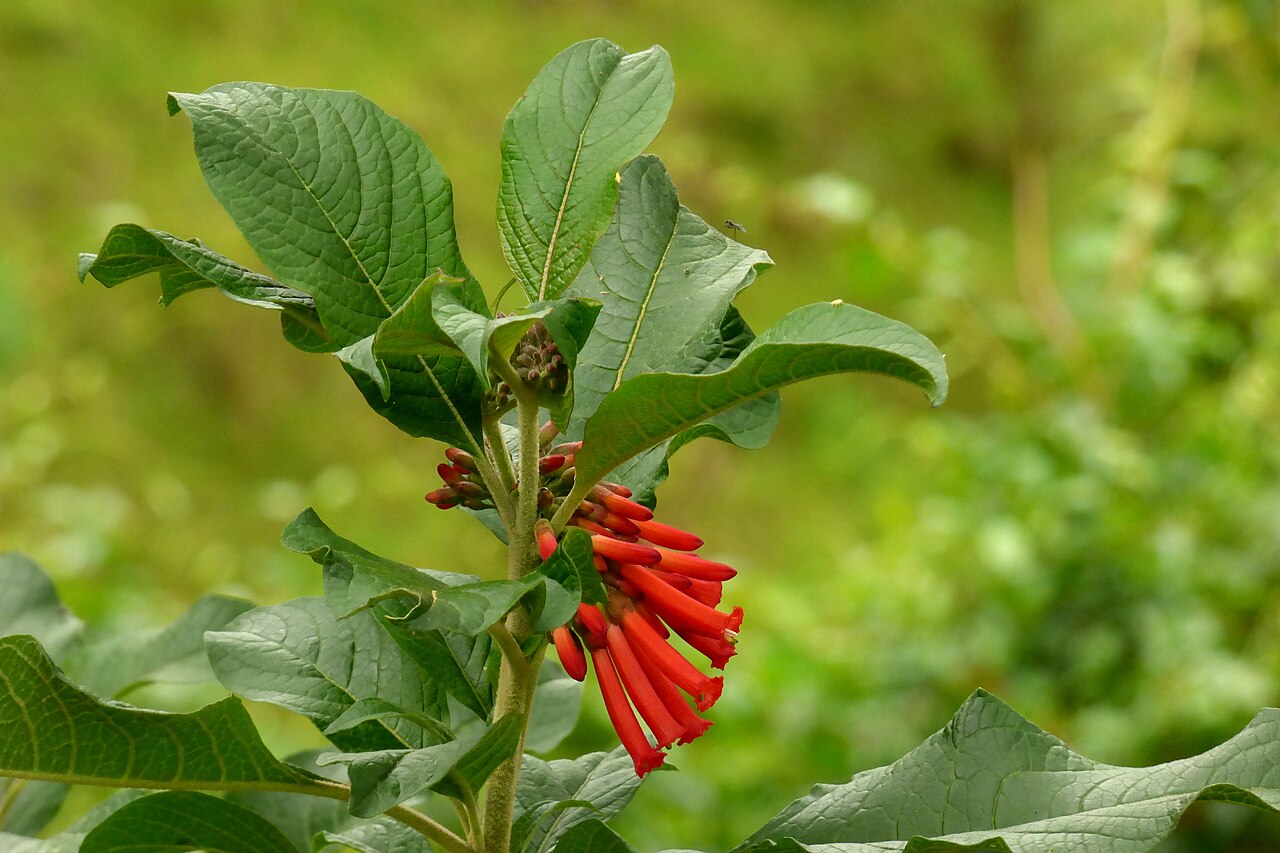 Iochroma fuchsioides: Gallino - Corazón de pollo