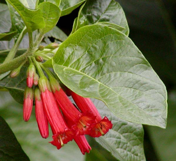 Iochroma fuchsioides: Photo of Iochroma fuchsioides at the San Francisco Botanical Garden