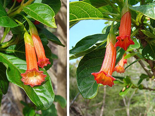 Iochroma fuchsioides: Native to the northwestern Andes, and beloved of hummingbirds, shamans and gardeners. A medicinal and ritual species, known as Corazon de Pollo. San Francisco B