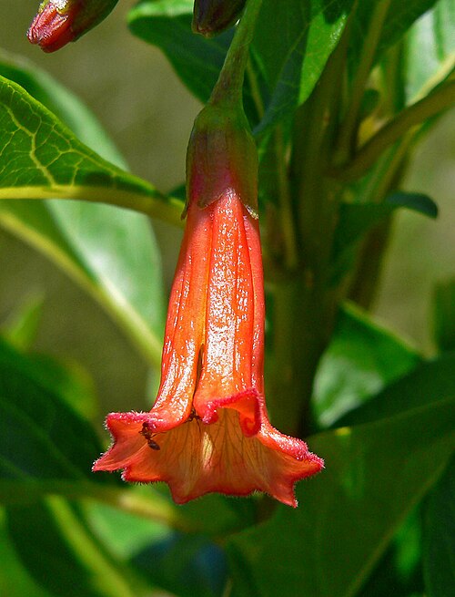 Iochroma fuchsioides: Iochroma fuchsioides at the University of California Botanical Garden , Berkeley, California