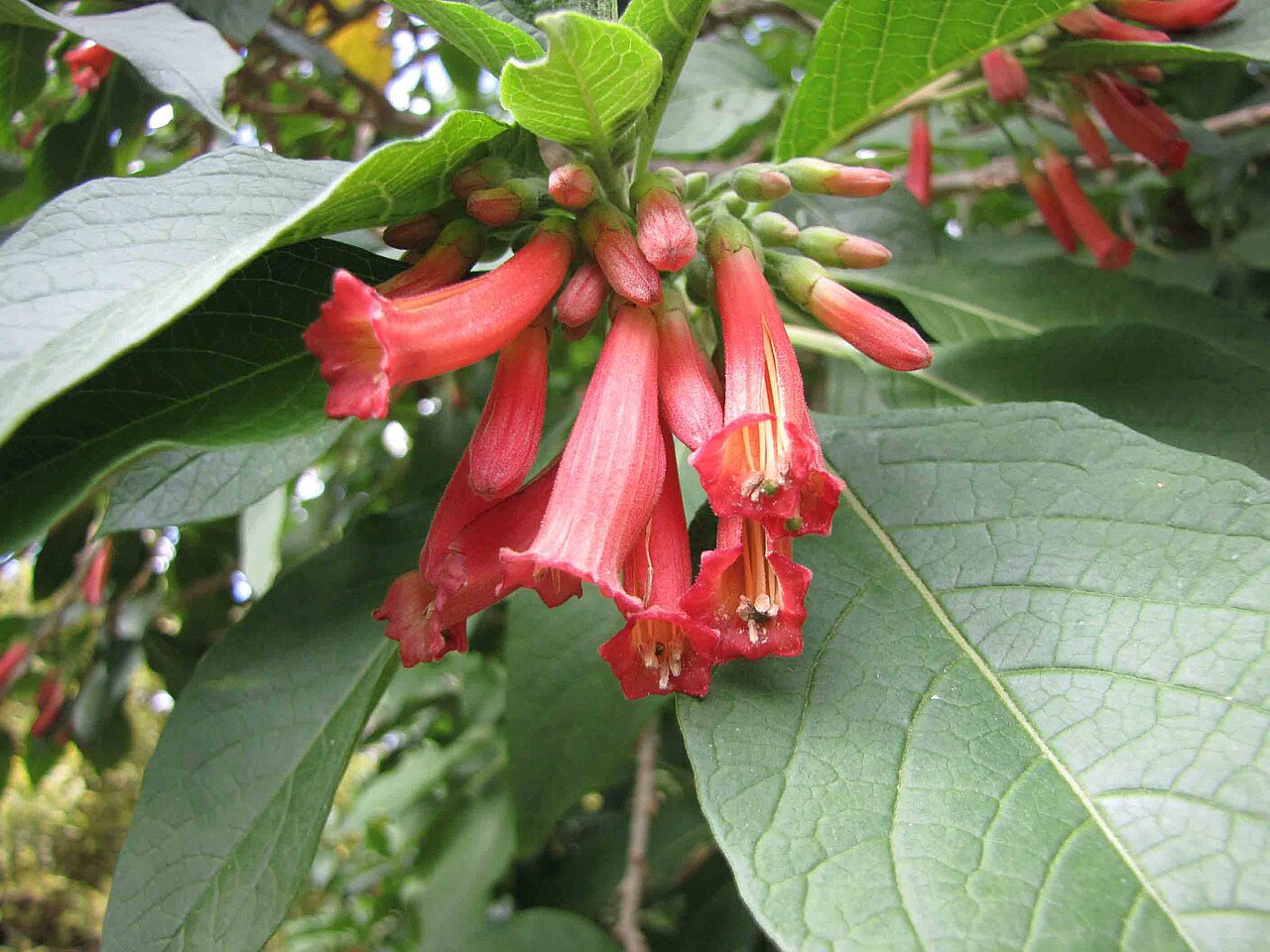 Iochroma fuchsioides: Red Iochroma