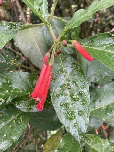 Iochroma gesnerioides (Iochroma gesnerioides)