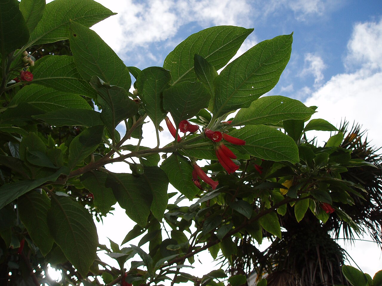 Iochroma gesnerioides (Iochroma gesnerioides)
