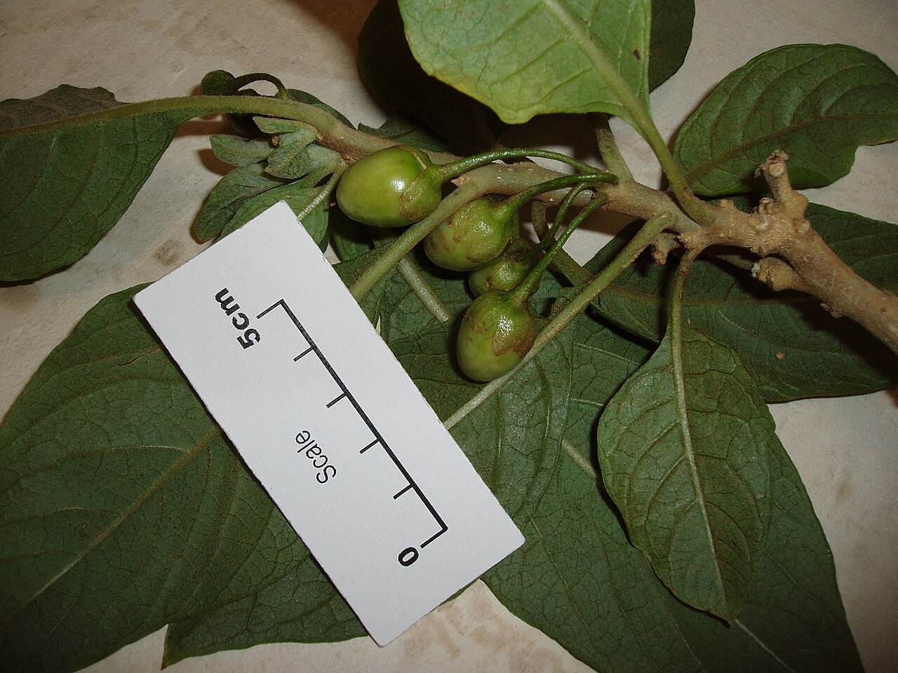 Iochroma gesnerioides (Iochroma gesnerioides)