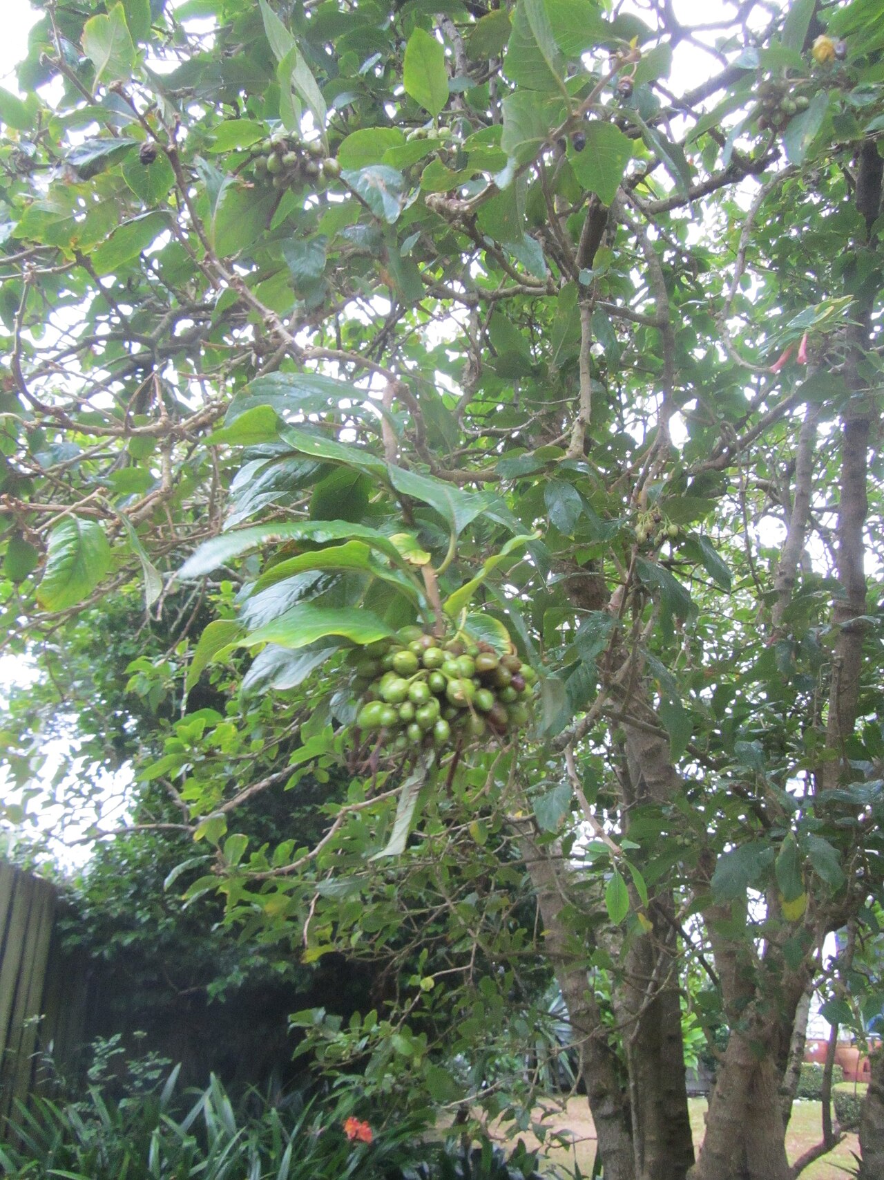 Iochroma gesnerioides (Iochroma gesnerioides)