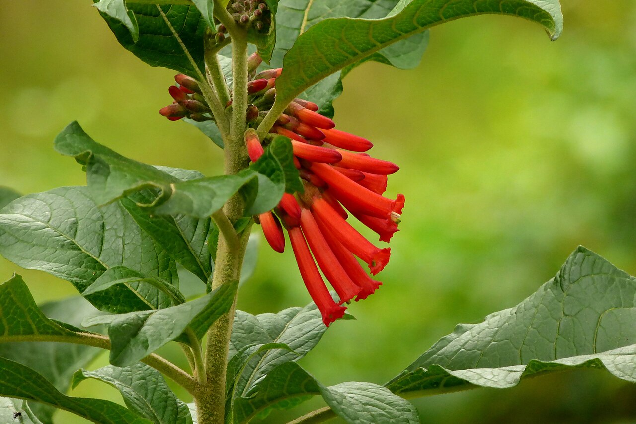 Iochroma gesnerioides: Gallino - Corazón de pollo