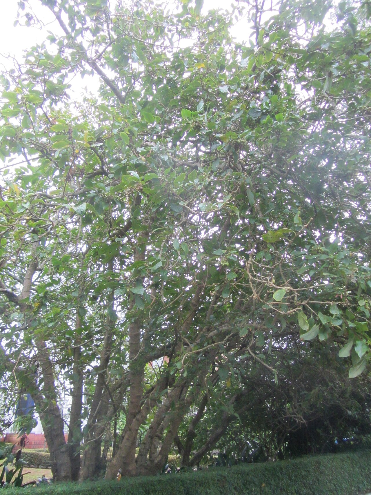 Iochroma gesnerioides (Iochroma gesnerioides)