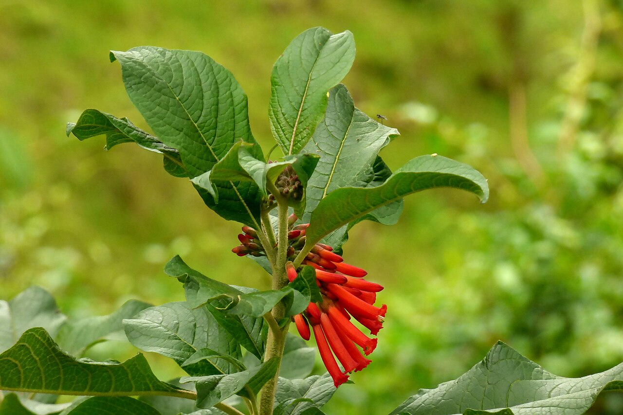 Iochroma gesnerioides: Gallino - Corazón de pollo