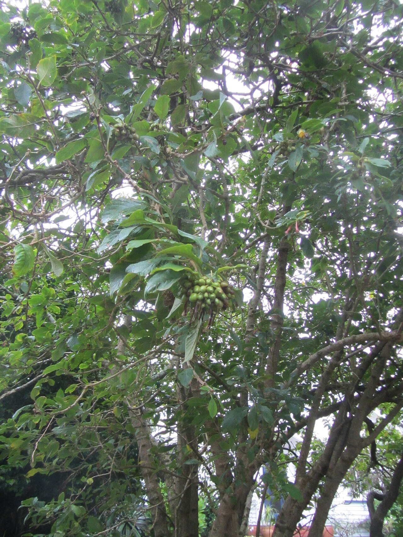 Iochroma gesnerioides (Iochroma gesnerioides)