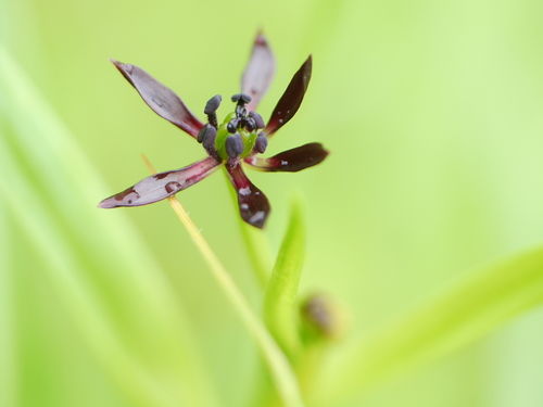 Iphigenia indica (Iphigenia indica)