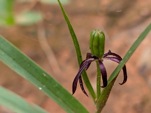 Iphigenia indica (Iphigenia indica)