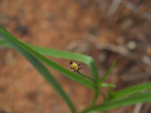 Iphigenia indica (Iphigenia indica)