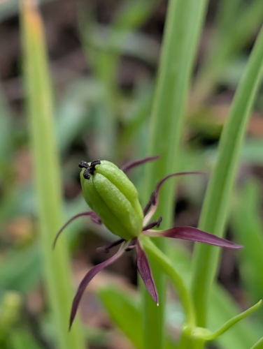 Iphigenia indica (Iphigenia indica)