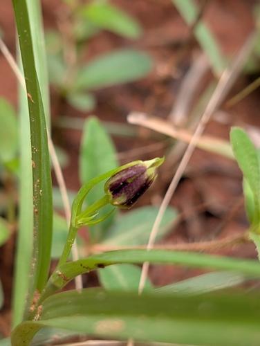 Iphigenia indica (Iphigenia indica)