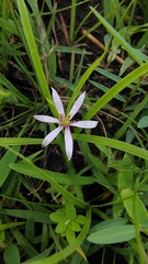 Iphigenia pallida (Iphigenia pallida)