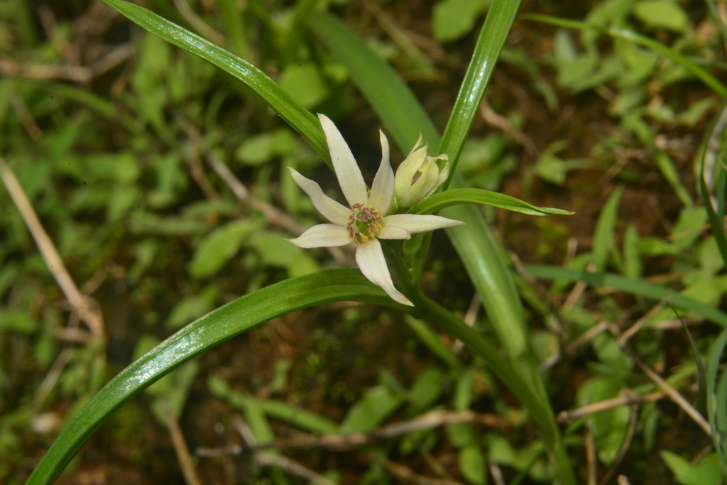 Iphigenia pallida (Iphigenia pallida)