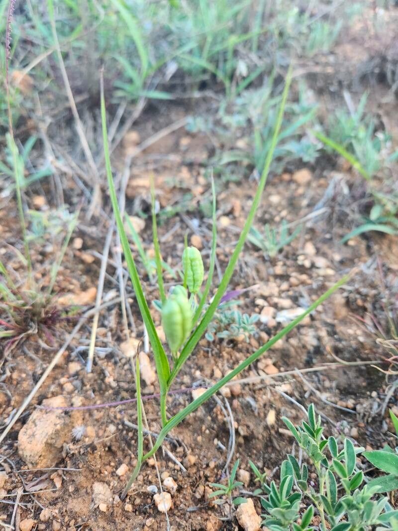 Iphigenia pauciflora (Iphigenia pauciflora)