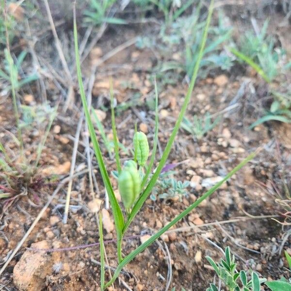 Iphigenia pauciflora (Iphigenia pauciflora)