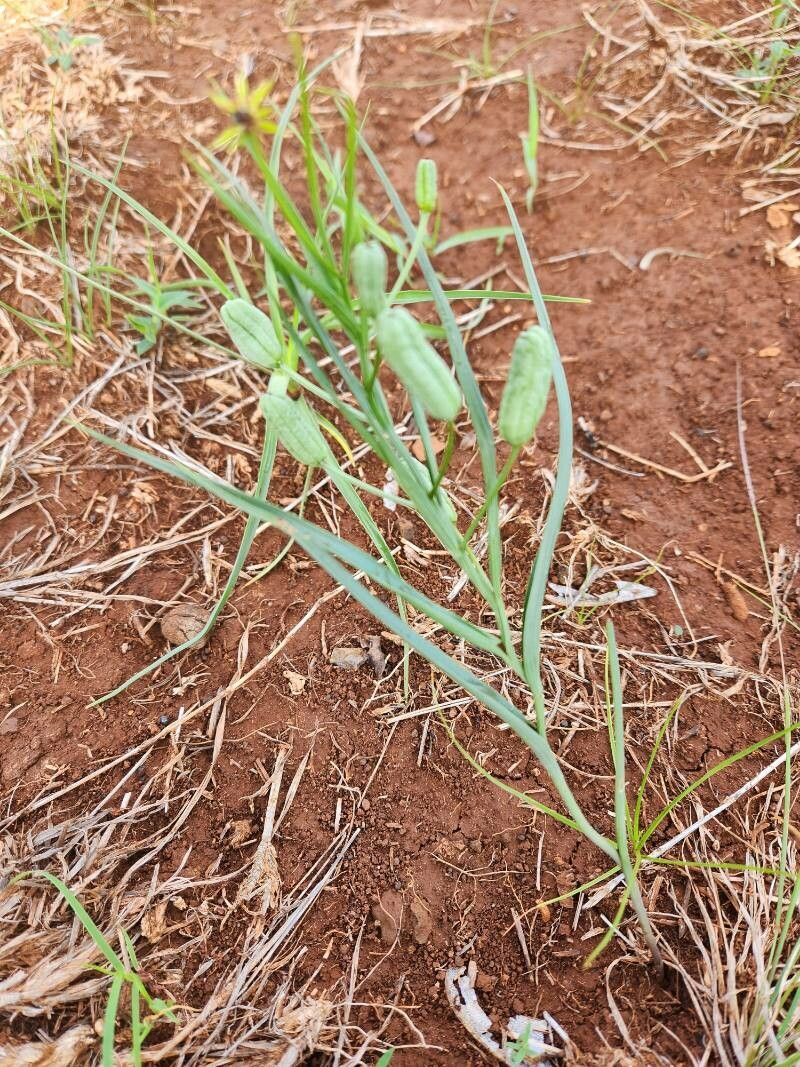 Iphigenia pauciflora (Iphigenia pauciflora)
