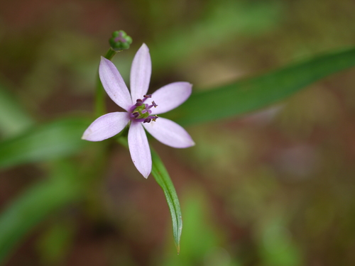 Iphigenia stellata (Iphigenia stellata)
