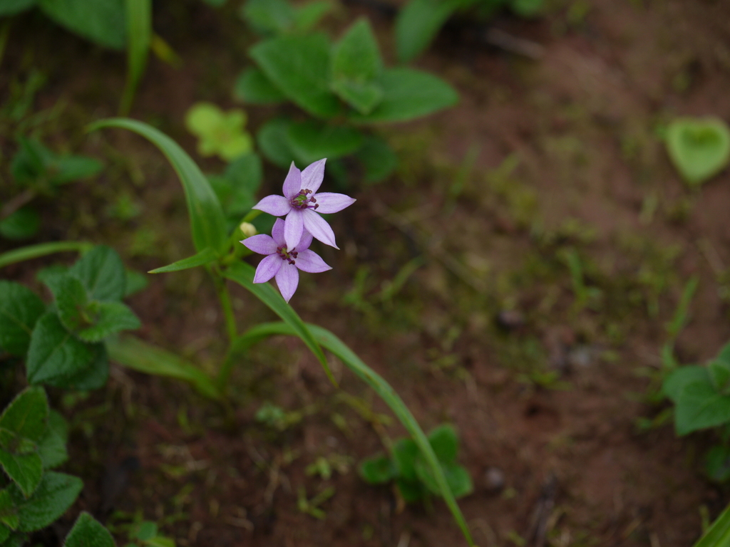 Iphigenia stellata (Iphigenia stellata)