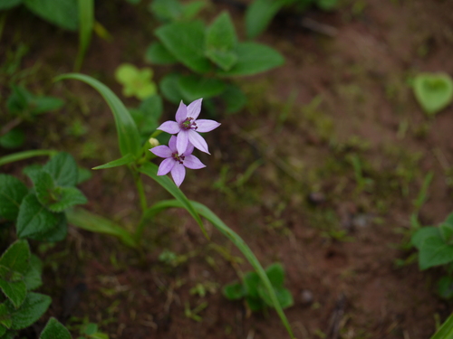 Iphigenia stellata (Iphigenia stellata)