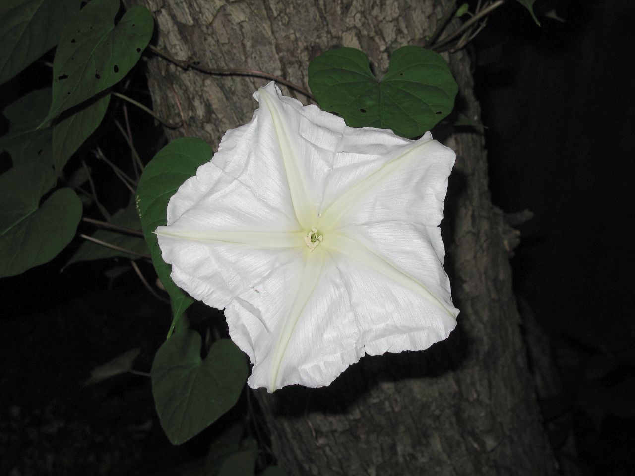 Tropical white morning-glory: This Ipomoea alba was growing at my friend Zeb's house. He called it a moon flower, and said that it just bloomed as we arrived and would probably die before th